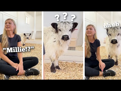 Calling my baby cow when she's right behind me..