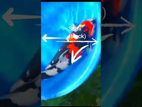 This is how you can identify Showa koi fish