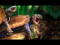 Maroon 5 / Animals (Metal) / Death Blossoms ...