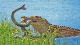 UMA PÍTON TENTA ESCAPAR DE UM CROCODILO