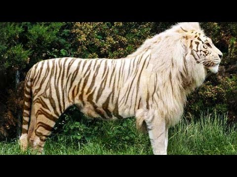 10 Awesome Hybrid Animals That Actually Exist