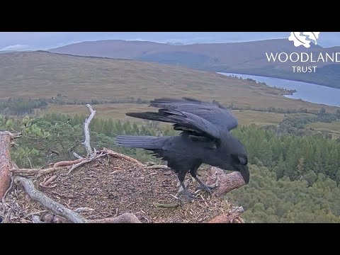 A Raven (Corvus corax) visits Loch Arkaig Osprey Nest Two and rearranges the furnishings 17 Sep 2025