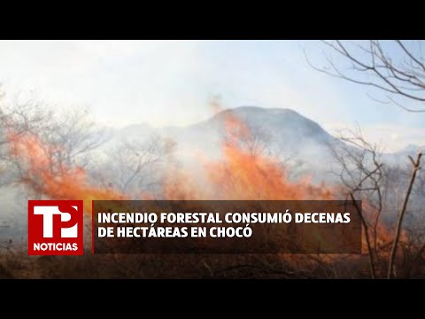 Incendio forestal consumió decenas de hectáreas en Chocó |01.04.2024|TPNoticias