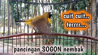 Download lagu CUIT CUIT TERR..PANCINGAN SOGON LAIN LANGSUNG NEMBAK #sogon #sogongacor #sogokontong #pancingansogon mp3