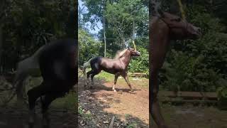 cavalo de vaquejada