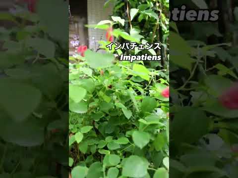 灼熱の太陽に庭の花を交互に植えるにはどうすればよいですか？ 5つの乾燥に強い植物  庭園