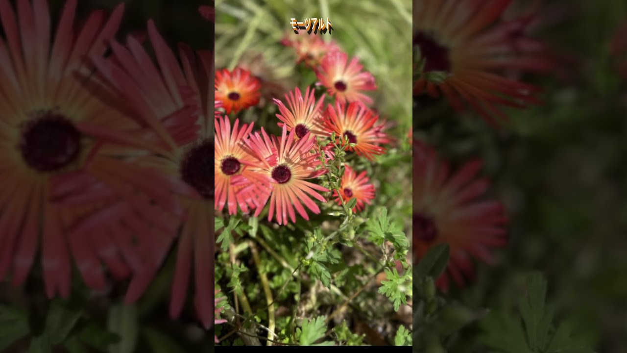 モーツアルト　#モーツァルト #shorts #flowers #クラシック