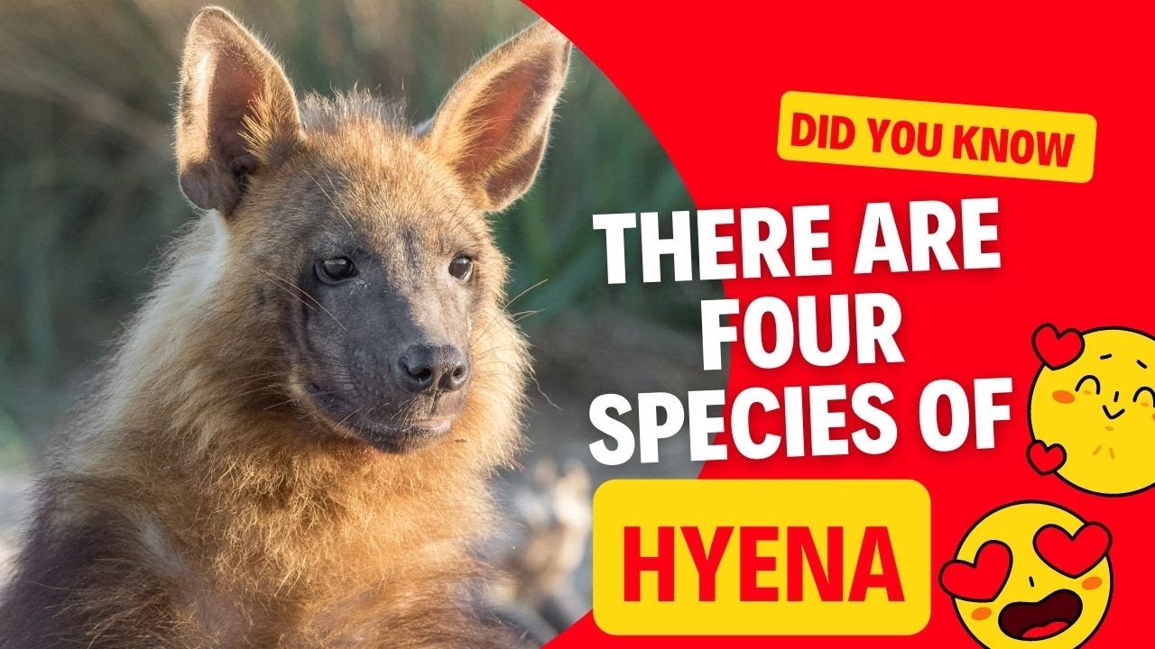 Are hyenas found in Africa?