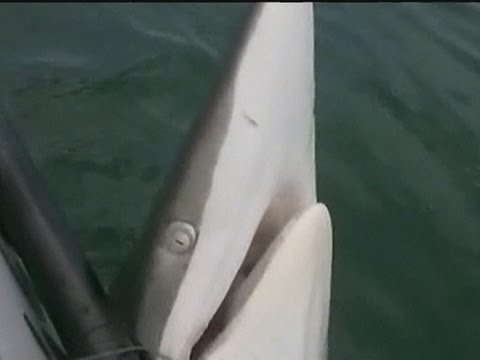 Fisherman fights with huge shark