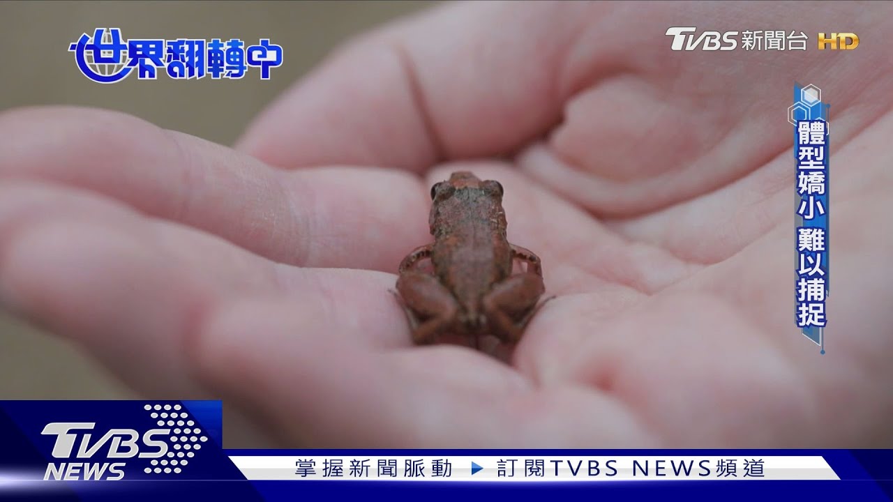 外來種侵襲台灣!原生蛙類面臨淘汰 恐釀生態危機