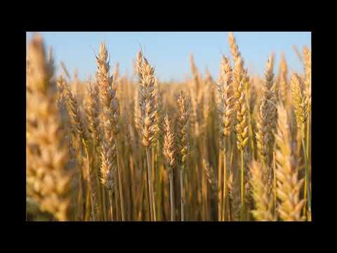 Matthew 3:11  Holy Spirit and Fire - explained