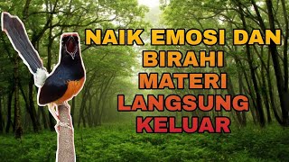 Download lagu PANCINGAN MURAI BATU EFEKTIF NAIK EMOSI DAN BIRAHI, SEKETIKA BONGKAR MATERI mp3 Download lagu PANCINGAN MURAI BATU EFEKTIF NAIK EMOSI DAN BIRAHI, SEKETIKA BONGKAR MATERI mp3