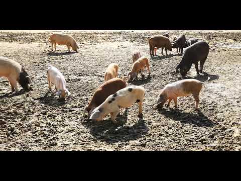 Dolj nici un caz de pesta porcină