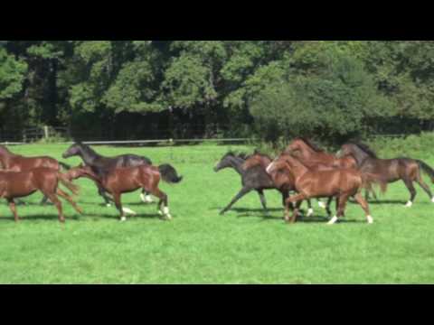 Impressionen Haupt- und Landgestüt Schwaiganger