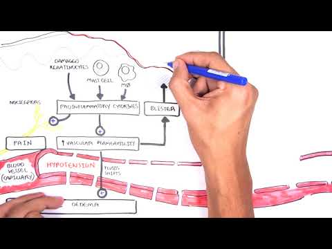 Dermatology Lesion Terminology