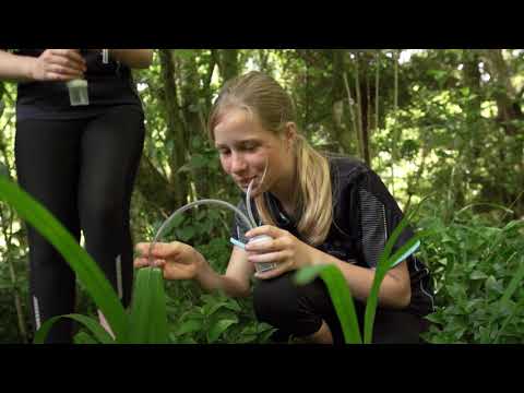 Tradescantia Terminators: My Big Backyard