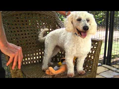 Champ, an adopted Poodle in Houston, TX_image-1