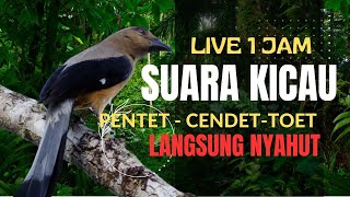 Download lagu 🔴 suara burung pentet gacor I Kiacau cendet  toed Raja  1 jam Full memanggil mp3