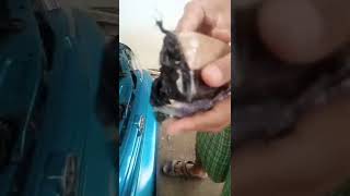 Ganti tutup radiator soluna #soluna #shorts