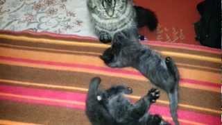 preview picture of video 'Katzenbabys spielen, Mutter ist Maine-Coon-Perser-Mix'