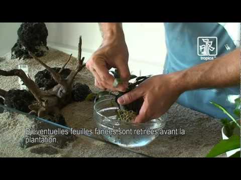comment nettoyer quartz aquarium