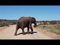 ELEPHANT TRUMPETS Sound Effect High Quality