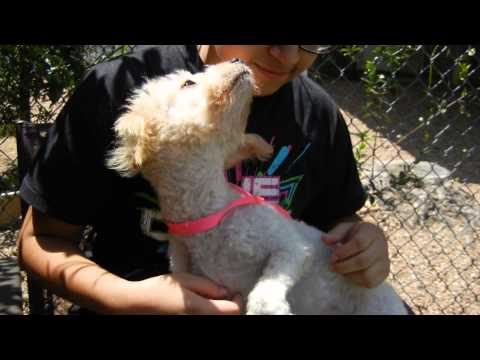 Aphrodite, an adopted Poodle in Houston, TX_image-1