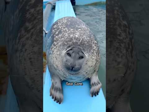 Seal Core 🦭🌊🐚