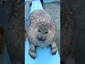Seal Core 🦭🌊🐚
