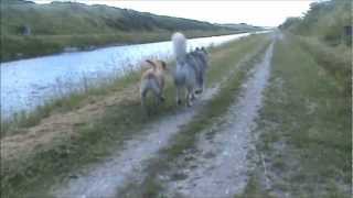 preview picture of video 'Labrador & Alaskan Malamute playing in Løgstør channel (Denmark)'