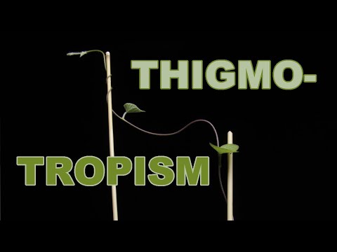 Experience the Mesmerizing Dance of Morning Glory Vines: Thigmotropism Timelapse incl BTS footage 🌱