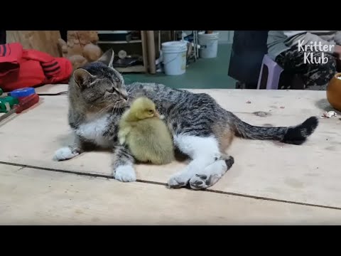 Why Has This Mom Cat Become Overprotective Towards Her Baby Goose? (Part 2) | Kritter Klub