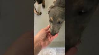 Video preview image #1 Mutt Puppy For Sale in San Diego, CA, USA