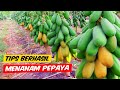 Tips cara menanam pepaya supaya berhasil berbuah | how to grow papaya tree