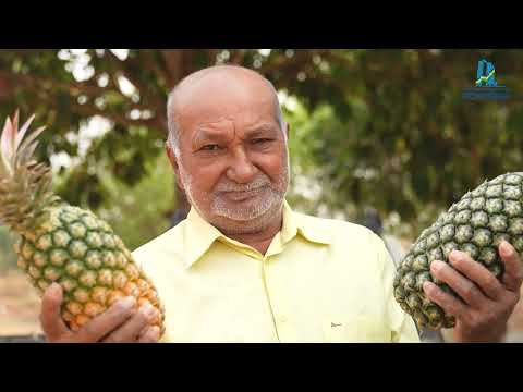 DESBRAVANDO NOSSA HISTÓRIA - Cujubim / ALERO 2024