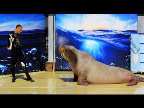 The Land of Legends Theme Park Турция, Белек 2017