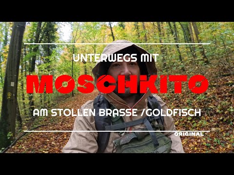 2 WK STOLLEN GOLDFISCH /BRASSE IN MOSBACH NECKARELZ