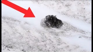 Все проезжали мимо присыпанного снегом комка шерсти, и лишь один остановился