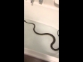 Fluffys First Bath