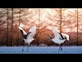 Shakuhachi - Traditional Japanese Music - Rodrigo Rodriguez (Tsuru No Sugomori: The Cranes Nesting)