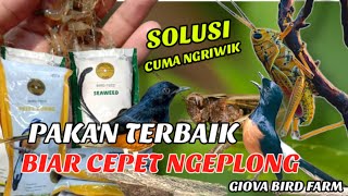 Download lagu PAKAN TERBAIK MURAI BATU AGAR CEPAT NGEPLONG #GACOR mp3 Download lagu PAKAN TERBAIK MURAI BATU AGAR CEPAT NGEPLONG #GACOR mp3