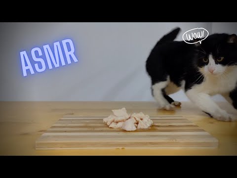 Cat Eating Canned Chicken ASMR