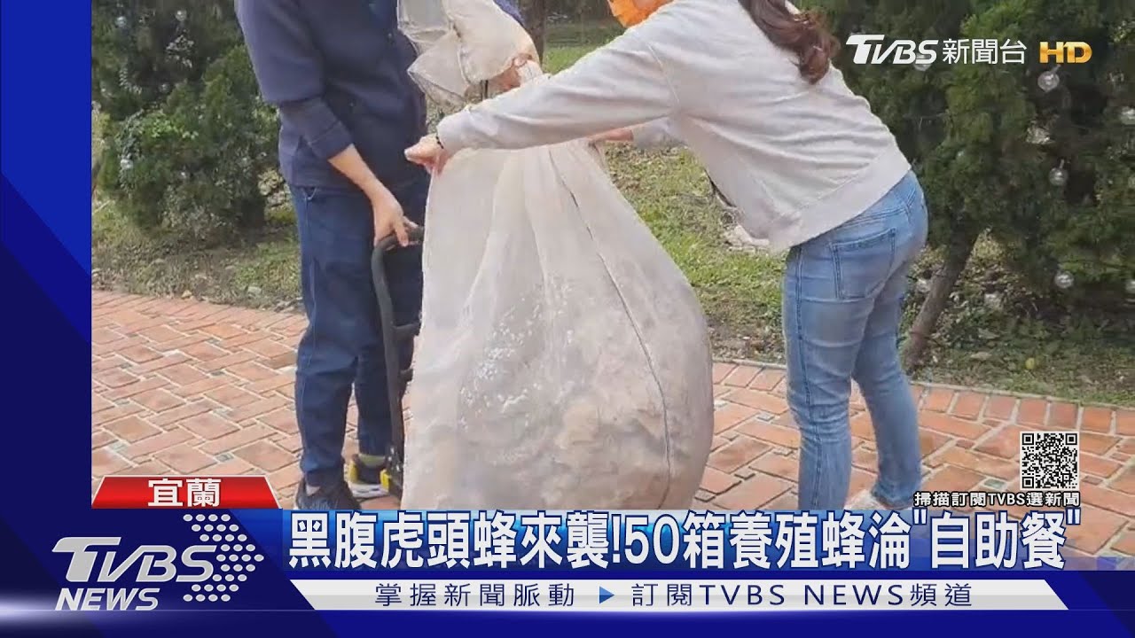 黑腹虎頭蜂來襲！　50箱養殖蜂淪「自助餐」