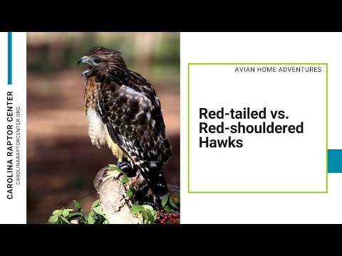 アカオノスリ vs. アカショルダーホークス - 違いを知っていますか?