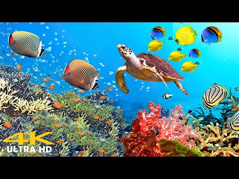 11 HOURS of 4K Underwater Wonders 🐋 Relaxing Music Coral Reefs & Colorful Sea Life #2