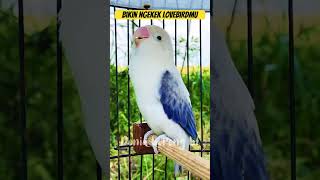 Download lagu LOVEBIRD ngekek panjang ini paling ampuh pancing emosi gacor 🏆‼️#africanlovebirdbreeding #lovebirds mp3