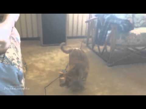 Funny Scared Cats Compilation PART 2