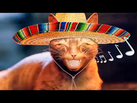 Cat Had Too Much Catnip - Stray Mexican Cat [Part 2]
