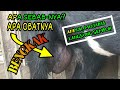 EFFECTIVE MEDICINE TO CURE SWOLLEN VEIN IN MALE GOATS Urinary Tract Disease In Goats
