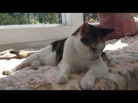 Rosa Maria, the Queen * July 26, 1999 - April 7, 2017